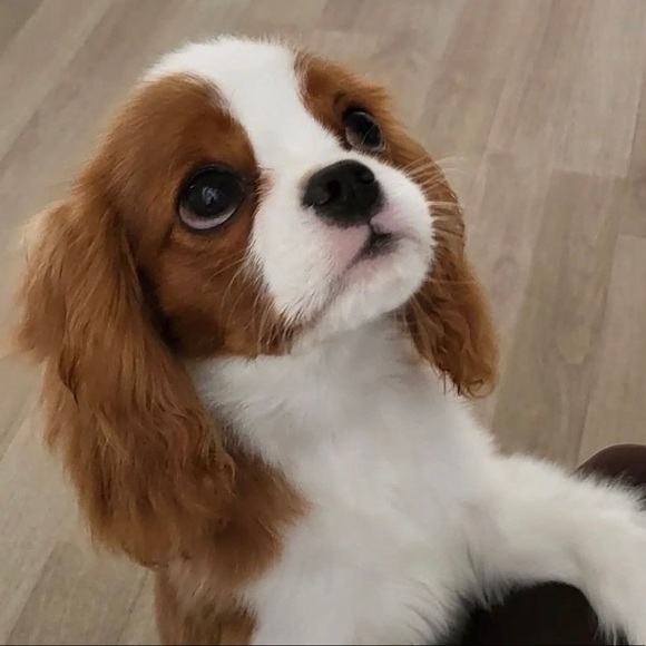 Meet your Posher, MJ - Picture 6 of 6